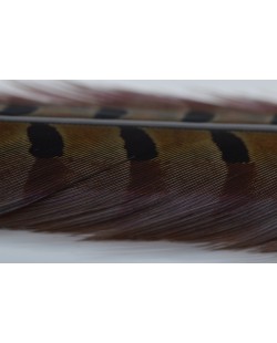 DUN 1 PAIR RINGNECK TAIL FEATHERS 